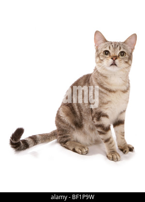 Classic tabby cat asiatique chocolat studio portrait Banque D'Images