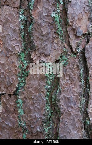 Close up de lichens qui poussent sur l'écorce de pin sylvestre. Banque D'Images