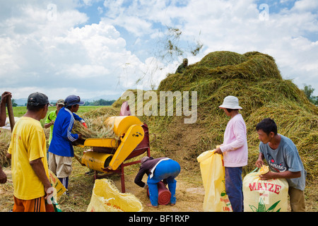 Les travailleurs philippins à l'aide d'un riz battage batteuse mécanique. Iloilo Philippines Banque D'Images