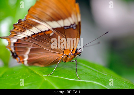 Brown Page tip papillon (Siproeta epaphus) Banque D'Images