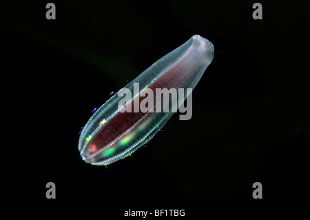 Beroe cucumis, comb jelly sous glace, mer Blanche, Russie Banque D'Images