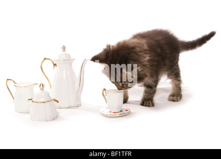 Chaton avec plateau set studio portrait Banque D'Images