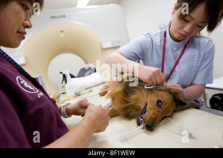 Un dachshound chien subit une tomodensitométrie, lors d'une clinique vétérinaire japonais. Banque D'Images