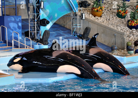 Orque - San Antonio (Texas), SeaWorld, le plus grand des trois parcs SeaWorld Banque D'Images