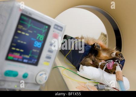 Un dachshound chien subit une tomodensitométrie, lors d'une clinique vétérinaire japonais. Banque D'Images