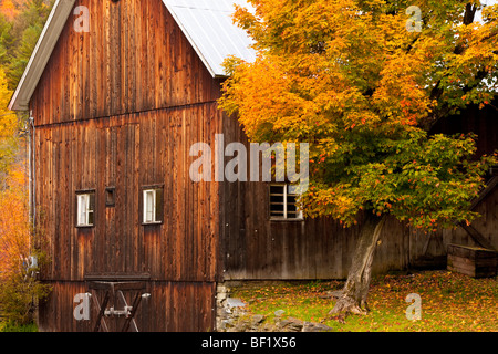 Barn in Autumn, North Wolcott Vermont USA Banque D'Images