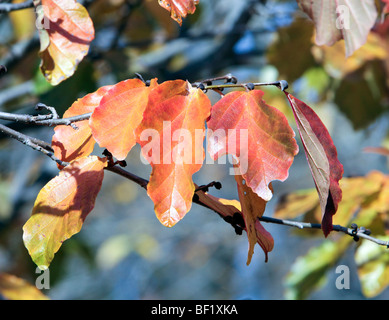 Les feuilles d'automne de Parrotia persica Persian Ironwood hamamélidacées Iran closeup close-up. Les feuilles très rouges. Banque D'Images