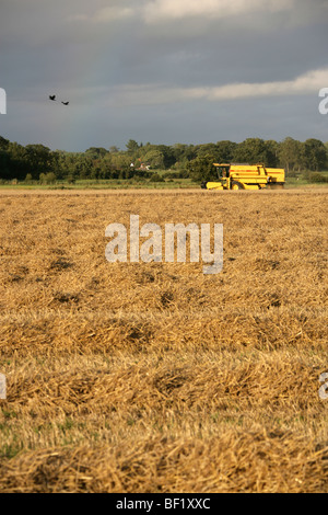 Village de Coddington, Angleterre. Un New Holland TX34 Meca moissonneuse batteuse au travail dans un champ de Cheshire. Banque D'Images