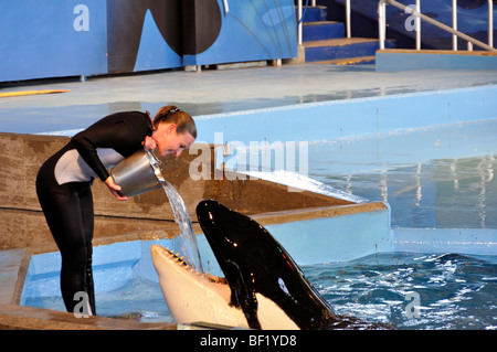 Orque - San Antonio (Texas), SeaWorld, le plus grand des trois parcs SeaWorld Banque D'Images