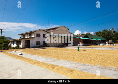 Un travailleur philippin tourne sur du riz qu'il sèche à l'extérieur d'un Mio Iloilo Philippines Banque D'Images