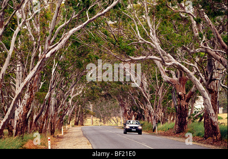 Route bordée de gommiers Australie Banque D'Images