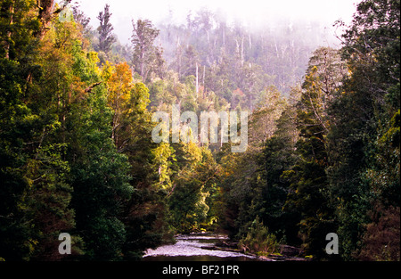 Forêt tropicale, de la rivière Styx, Tasmanie, Australie Banque D'Images