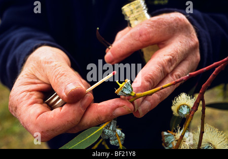 La pollinisation de l'eucalyptus en amélioration des plantes de l'Australie programme Banque D'Images