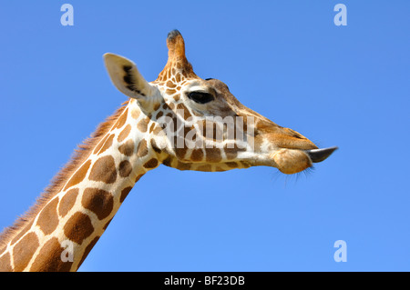 Girafe Banque D'Images