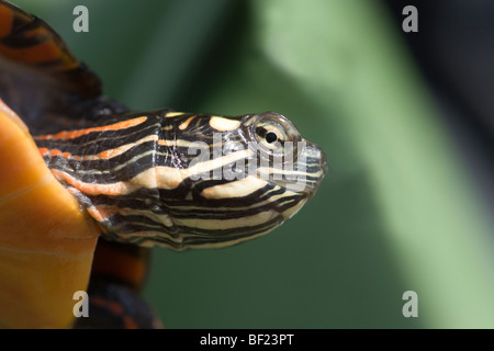 La tortue peinte (Chrysemys picta picta). Les marquages de la tête et du cou et de couleurs couleurs de nommer les sous-espèces. Banque D'Images