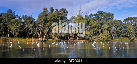 Jonction des rivières Murray et Darling, Australie Banque D'Images