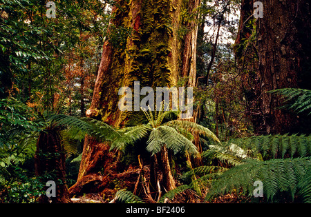 Les vieilles forêts d'eucalyptus, Tasmanie, Australie Banque D'Images