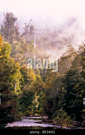 Forêt tropicale, de la rivière Styx, Tasmanie, Australie Banque D'Images