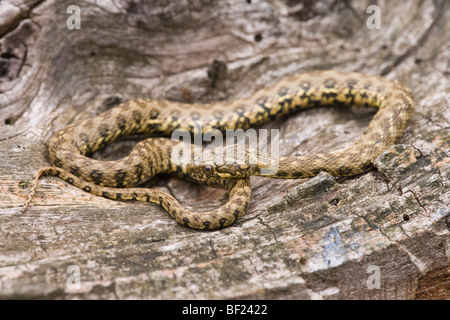 Viperine Natrix maura (serpent d'eau). Réminiscence d'une espèce ​Viper venimeux, mais sans danger pour les personnes. Banque D'Images