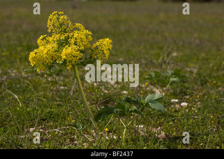 Leontopetalum Leontice - très rare en Europe de l'herbe de blé, plus commun en Turquie Banque D'Images