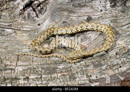 Viperine Natrix maura (serpent d'eau). Réminiscence d'une espèce ​Viper venimeux, mais sans danger pour les personnes. Banque D'Images