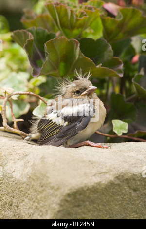 Chaffinch (Fringilla coelebs). Toute jeune. La posture et le développement des plumes suggère cet individu a quitté le nid prématurément. Vulnérable aux prédateurs.​ Banque D'Images