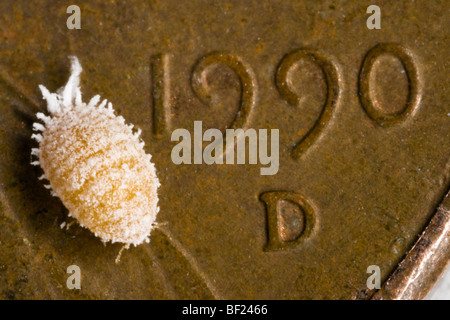 Cochenille de la vigne femelle adulte (Planococcus ficus) photographié sur un penny américain pour montrer la taille relative / Californie, USA. Banque D'Images