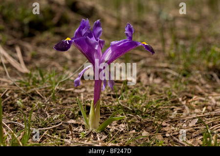 Un iris nain, Iris galatica, Taurus, Turquie Banque D'Images