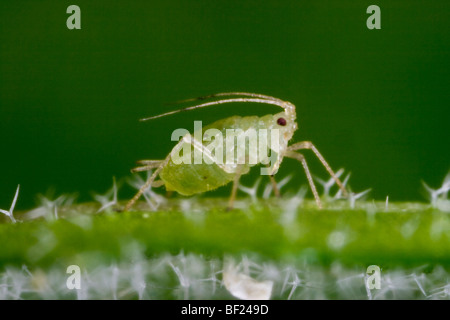 Agriculture - puceron vert du pêcher (Myzus persicae) adultes sur une feuille, vue latérale / Californie, USA. Banque D'Images