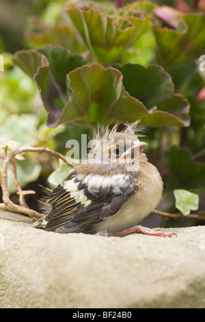 Chaffinch (Fringilla coelebs). Toute jeune. La posture et le développement des plumes suggère cet individu a quitté le nid prématurément. Vulnérable aux prédateurs.​ Banque D'Images