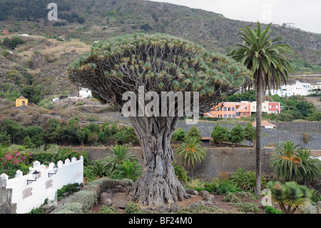 Icod de los vinos sur l'île de Ténérife, arbre Dragon Banque D'Images