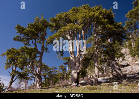 Pin noir pin Pinus nigra de Crimée ou ssp. pallasiana sur Vali Cesmesi Gecidi Pass, à 1800 mètres, les montagnes du Taurus, en Turquie Banque D'Images