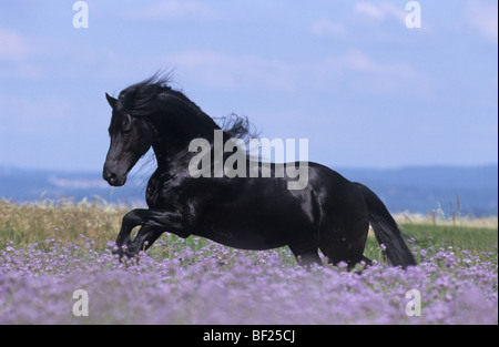 Cheval frison (Equus caballus) Phacelis au galop à travers la floraison. Banque D'Images