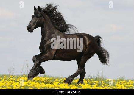 Cheval frison (Equus caballus) galopant dans une prairie avec des pissenlits en fleurs. Allemagne Banque D'Images