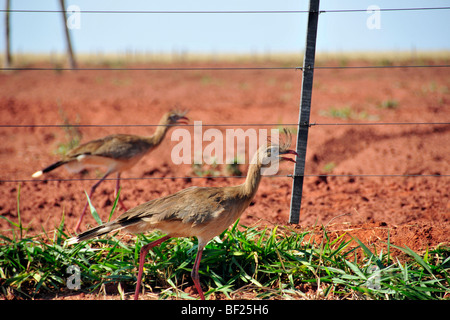 Siriemas à pattes rouges, Cariama cristata, près de la route, Sao Paulo, Brésil Banque D'Images