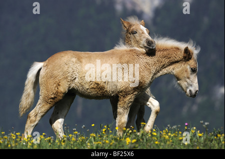 Cheval Haflinger (Equus caballus), deux poulains jouant sur un pré. Banque D'Images