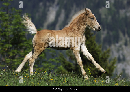 Cheval Haflinger (Equus caballus), poulain de galoper sur une prairie. Banque D'Images