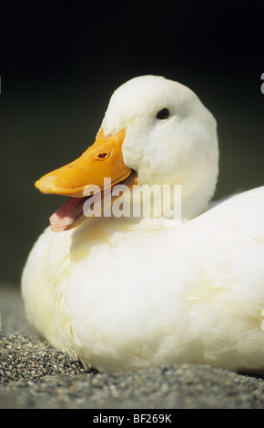 Canard domestique (Anas platyrhynchos), portrait de canard blanc couché. Banque D'Images