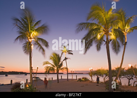 Palmiers sur la plage de la maison de vacances Isle Resort dans la soirée, Islamorada, Florida Keys, Floride, USA Banque D'Images