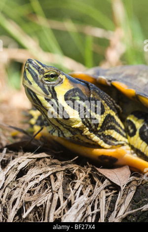 À ventre jaune de l'Amérique du Nord (Tortues Trachemys scripta scripta). Des profils. Montrant la candidature de sous-espèces marquage sur tête. Introduction à échapper importun UK et le sud de l'Europe.​ Banque D'Images