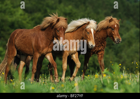 Cheval islandais (Equus caballus), trois jeunes étalons sur un pré. Banque D'Images