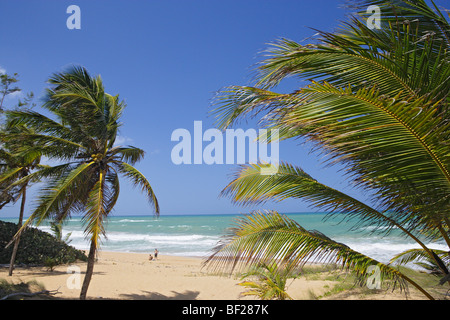 Palmiers à Tres Palmitas plage sous le ciel bleu, Puerto Rico, Caraïbes, Amérique Latine Banque D'Images