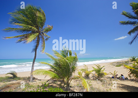 Palmiers à Tres Palmitas plage sous le ciel bleu, Puerto Rico, Caraïbes, Amérique Latine Banque D'Images