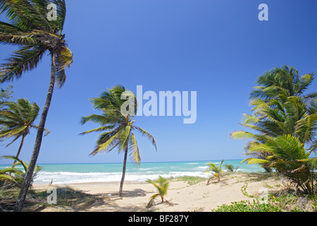 Palmiers à Tres Palmitas plage sous le ciel bleu, Puerto Rico, Caraïbes, Amérique Latine Banque D'Images