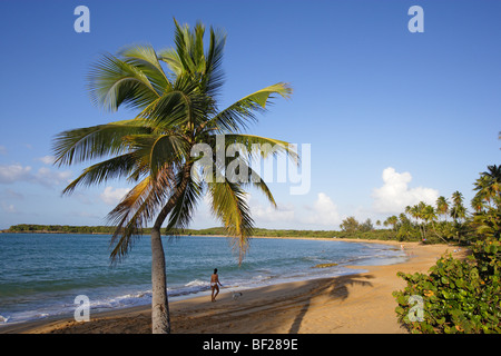 L'homme et de palmiers à Tres Palmitas plage sous le ciel bleu, Puerto Rico, Caraïbes, Amérique Latine Banque D'Images