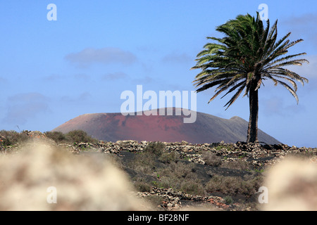 Montagne et un palmier à Lanzarote, Lanzarote, Espagne Banque D'Images