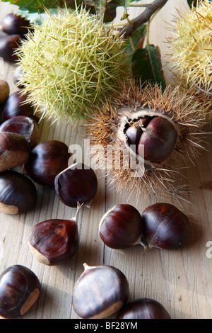 Les fruits frais récoltés en châtaignier et coquilles (Castanea sativa) Banque D'Images