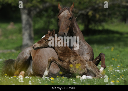 Mangalarga Marchador (Equus ferus caballus). Mare avec poulain nouveau-né sur un pré. Banque D'Images