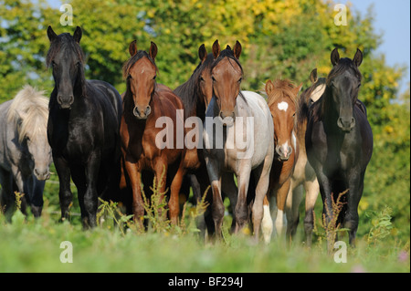 Et l'Islandais Mangalarga Marchador Cheval (Equus caballus). Troupeau de jeunes étalons à la recherche dans l'appareil. Banque D'Images