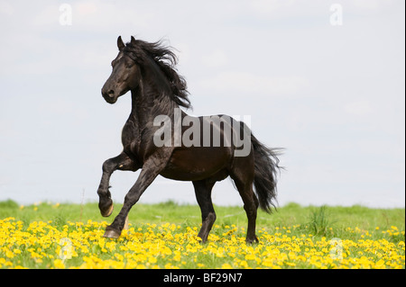 Cheval frison (Equus caballus) galopant dans une prairie avec des pissenlits en fleurs. Allemagne Banque D'Images